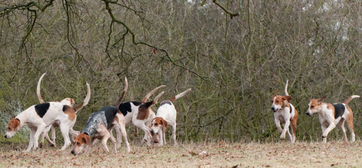 Court Overturns Florida Deer Hunting Dogs Case