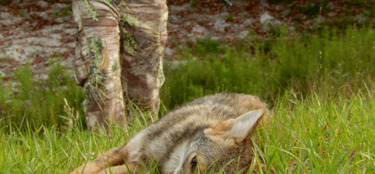Coyote Hunting — Best Way to Improve Your Deer Hunting THIS Summer