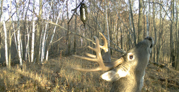 Create a Whitetail Happening