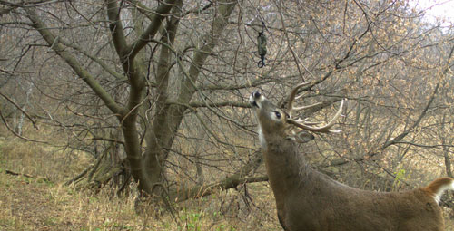 How Mock Scrapes Can Motivate Bucks to Your Advantage