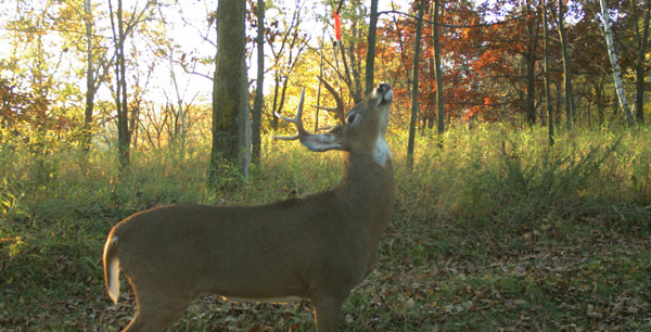 Tips for Hunting the December Rut