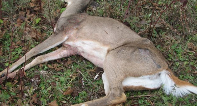 Strange Deer Deaths Reported in Pennsylvania