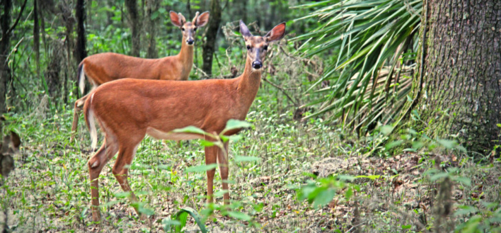 Jamaica: New Destination for Deer Hunters?