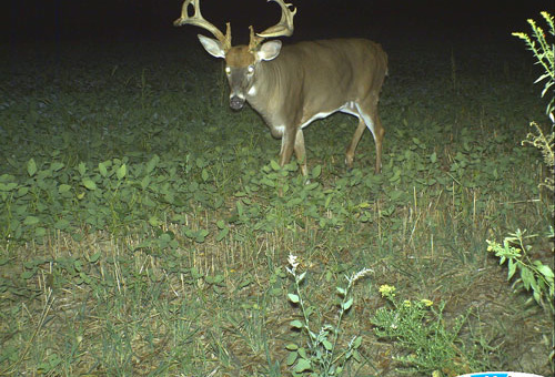 Trail Camera Gear, Tactics for Landowners and Public Land Hunters