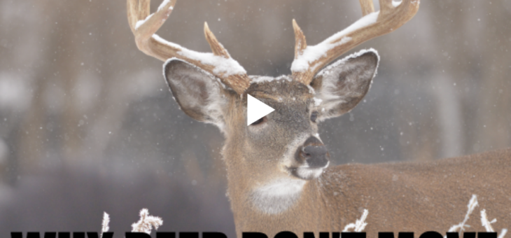 Why Deer Don’t Move