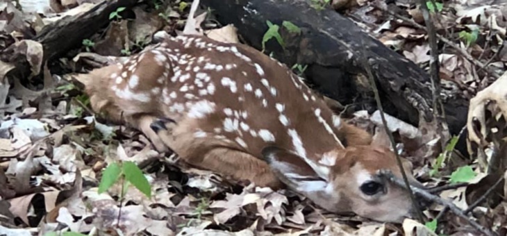 Top 10 Fawns Photos from DDH Readers