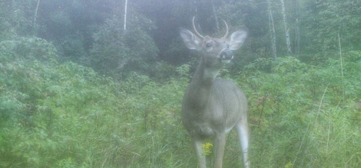 This is What Causes Small Antlers in Bucks