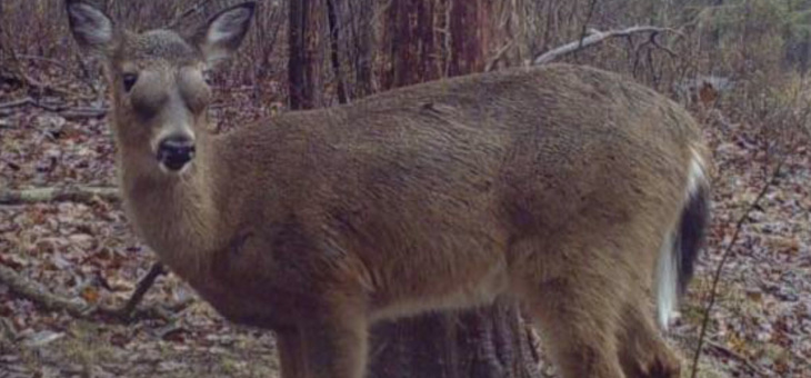 Bizarre Case of Deer with Bulging Eyes