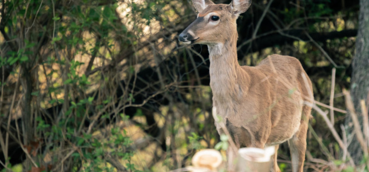 Oldest Wild Deer Confirmed in Vermont
